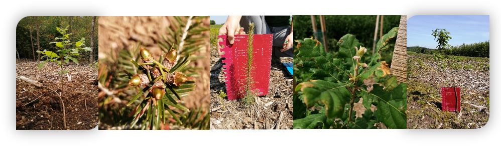 Journée des amis des Arboretums sylvicoles de la SRFB
