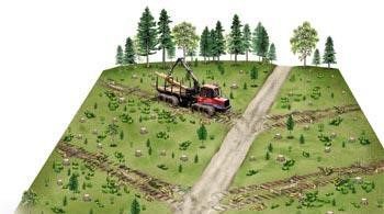 Comment transformer une pessière après le passage du scolyte ?