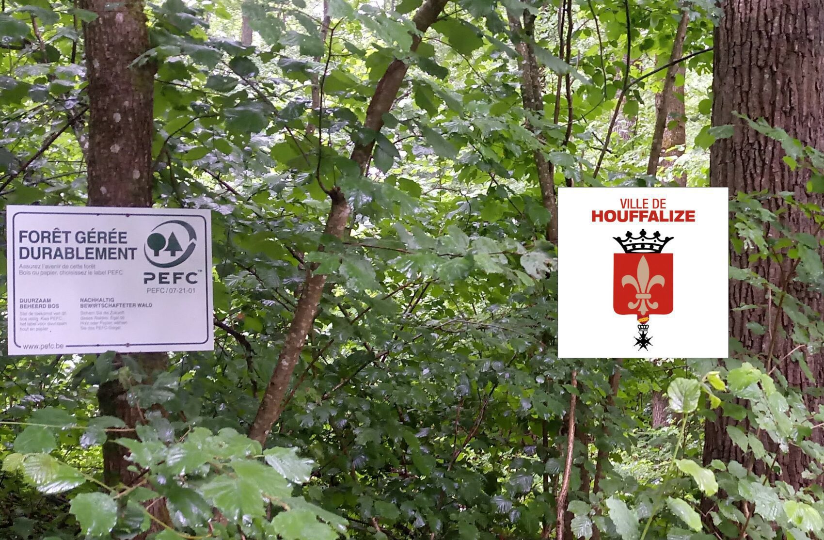 Principes de gestion durable et certification PEFC des forêts de votre commune - Houffalize