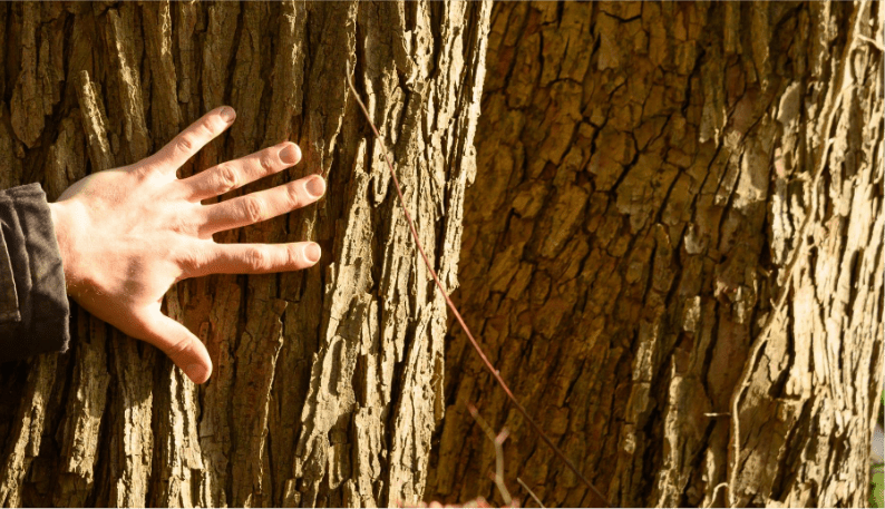 Main posée sur un arbre