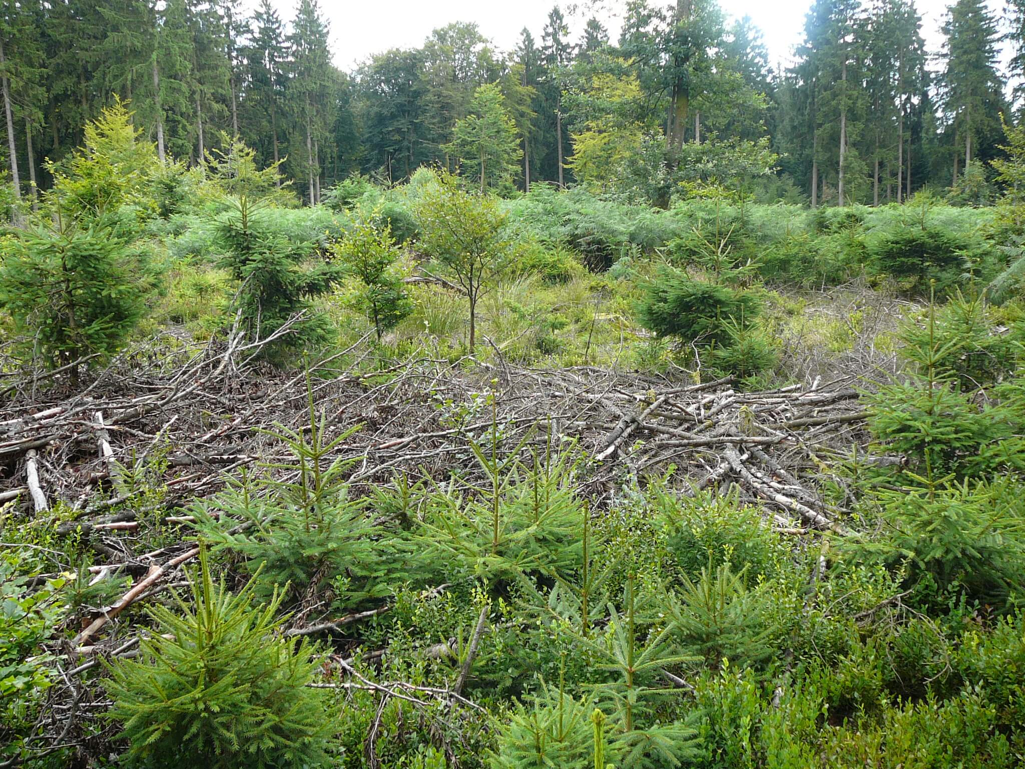 Comment valoriser la régénération naturelle ?