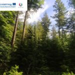 Excursion forestière dans le Grand Bois de Vielsalm